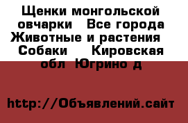 Щенки монгольской овчарки - Все города Животные и растения » Собаки   . Кировская обл.,Югрино д.